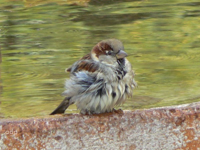 House Sparrow (Passer domesticus) Alan Prowse